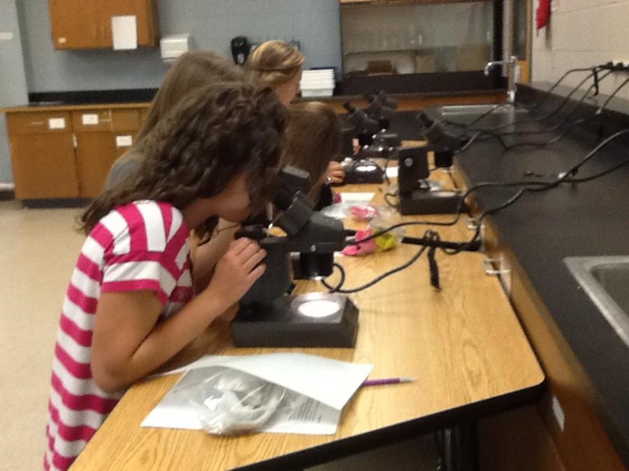 After collecting fibers and hairs from their socks, students look at their findings underneath a microscope.  