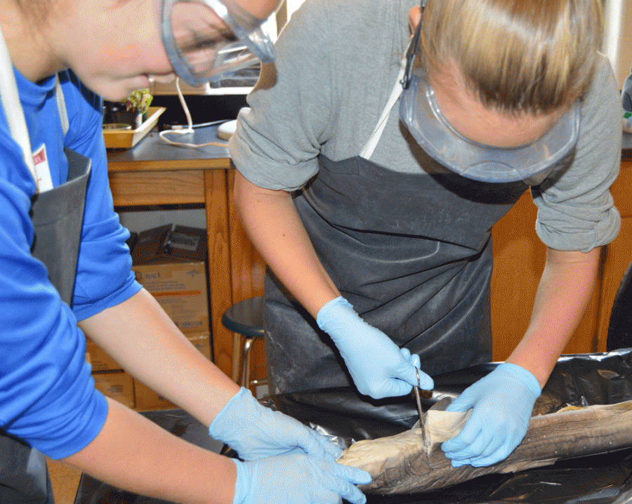 The girls show how skilled they are as they open up their shark and make their first cuts. Sophomores Laynie Holk, Kayli Oddo, Erin Barnes and Kate Lind were very focused when opening up their shark.