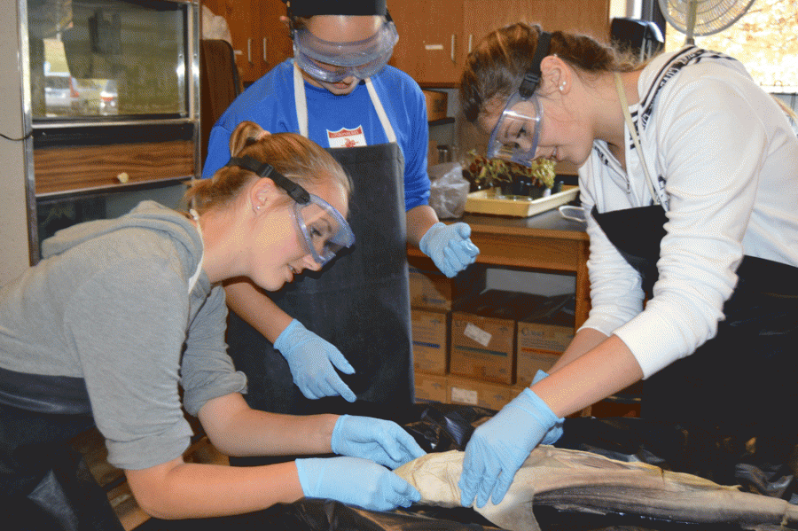 Sophomore’s Holk Barnes and Lind enjoy the dissection process and know what they need to do to get the job done.