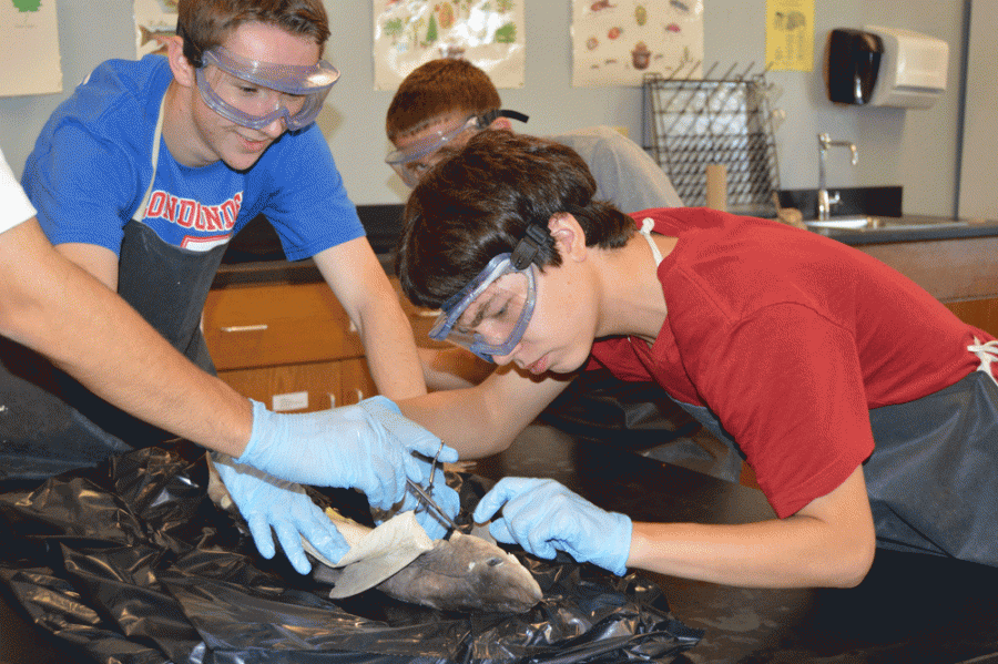 Sophomore boys Ender Jimenez and Nick Demers are excited to see the first cut be made while opening up their shark.