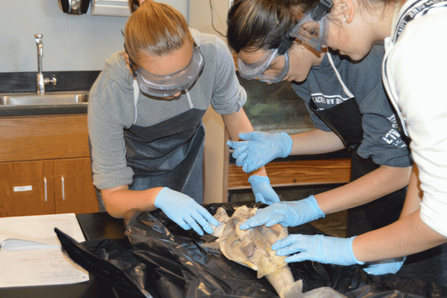 The girls examine the insides of their shark.