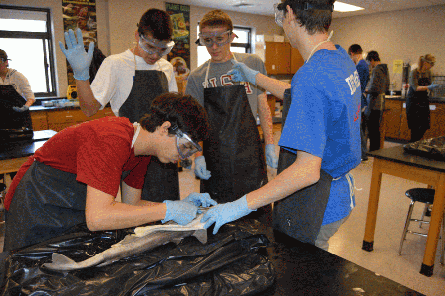 The team of boys Zack Deleo, Nick Demers, Ender Jimenez and Mike Dimambro put in some serious work on day one of shark dissections. 